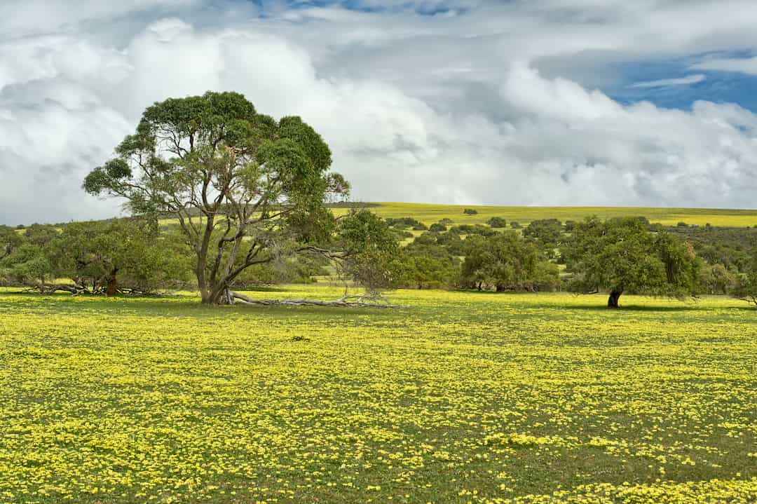 Lesueur National Park wildflowers