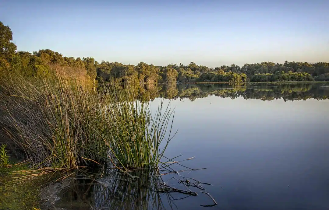 Looking over the lake in Yanchep National Park