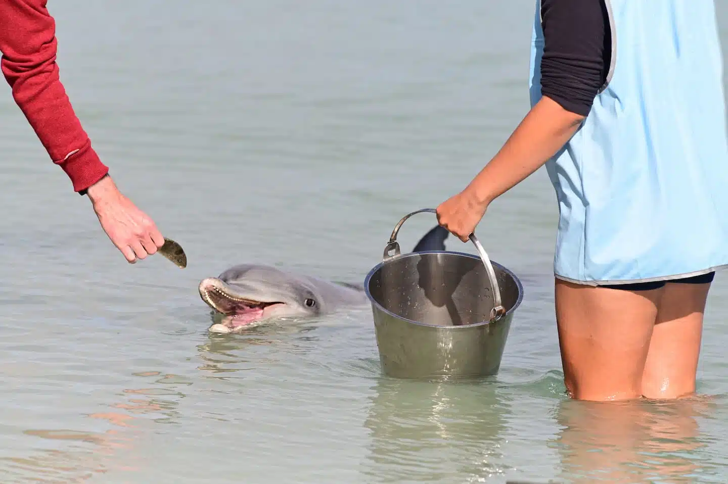 Feeding dolphins at Monkey Mia