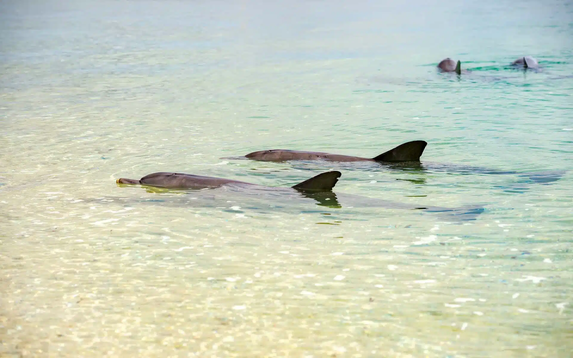 Dolphins in shallow water at the beach on leg of Perth to Monkey Mia road trip itinerary